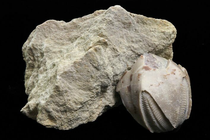 Lot: Blastoid Fossils (Pentremites) On Shale - Pieces #78036